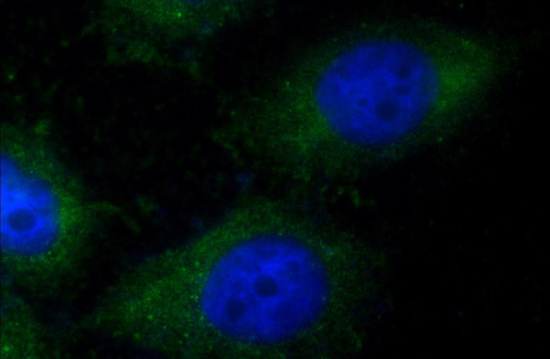 Immunofluorescent analysis of MCF-7 cells using Catalog No:107835(AGR2 Antibody) at dilution of 1:25 and Alexa Fluor 488-congugated AffiniPure Goat Anti-Rabbit IgG(H+L)