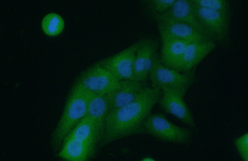 Immunofluorescent analysis of (10% Formaldehyde) fixed A549 cells using Catalog No:108044(APRT Antibody) at dilution of 1:50 and Alexa Fluor 488-congugated AffiniPure Goat Anti-Rabbit IgG(H+L)