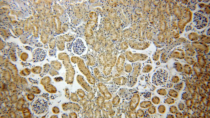 Immunohistochemical of paraffin-embedded human kidney using Catalog No:111236(GTF2H5 antibody) at dilution of 1:50 (under 10x lens)
