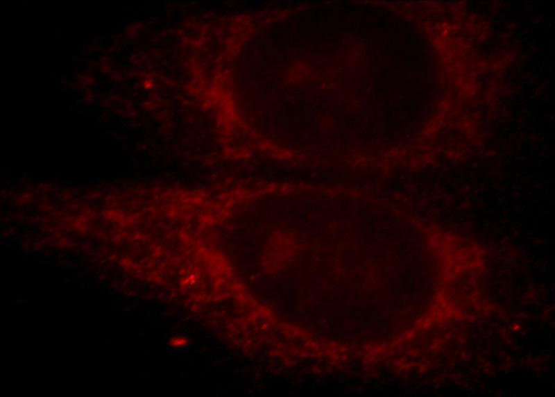 Immunofluorescent analysis of HepG2 cells, using FAM82A2 antibody Catalog No:114313 at 1:25 dilution and Rhodamine-labeled goat anti-rabbit IgG (red).