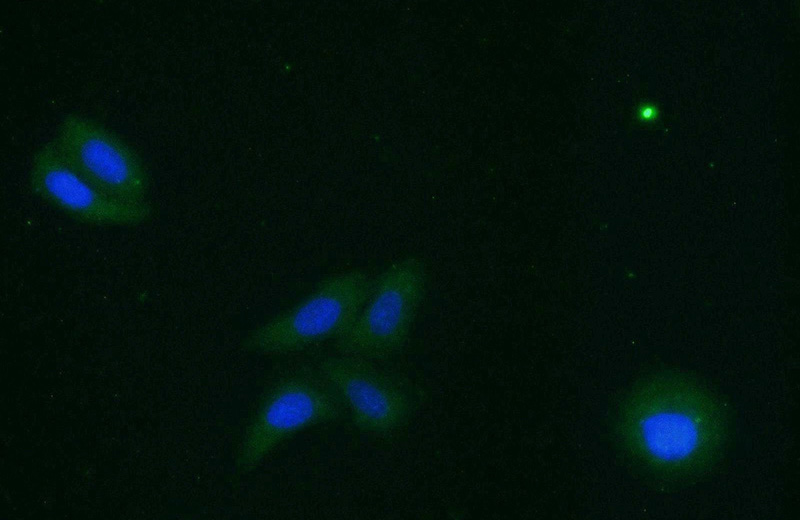 Immunofluorescent analysis of HepG2 cells using Catalog No:114285(PRX3 Antibody) at dilution of 1:25 and Alexa Fluor 488-congugated AffiniPure Goat Anti-Rabbit IgG(H+L)