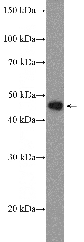 HepG2 cells were subjected to SDS PAGE followed by western blot with Catalog No:112217(LHX4 Antibody) at dilution of 1:300