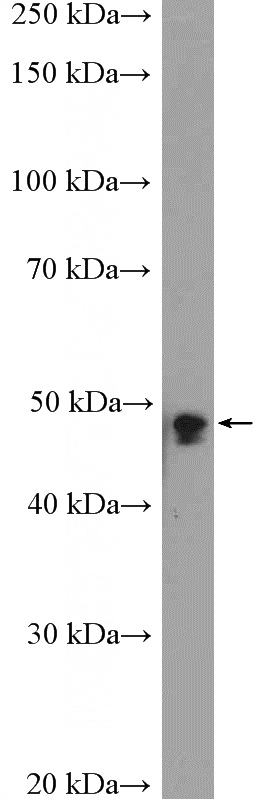 SMMC-7721 cells were subjected to SDS PAGE followed by western blot with Catalog No:116791(VPS4A Antibody) at dilution of 1:300