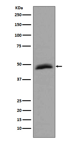 Western blot analysis of Aurora A expression in HepG2 cell lysate.