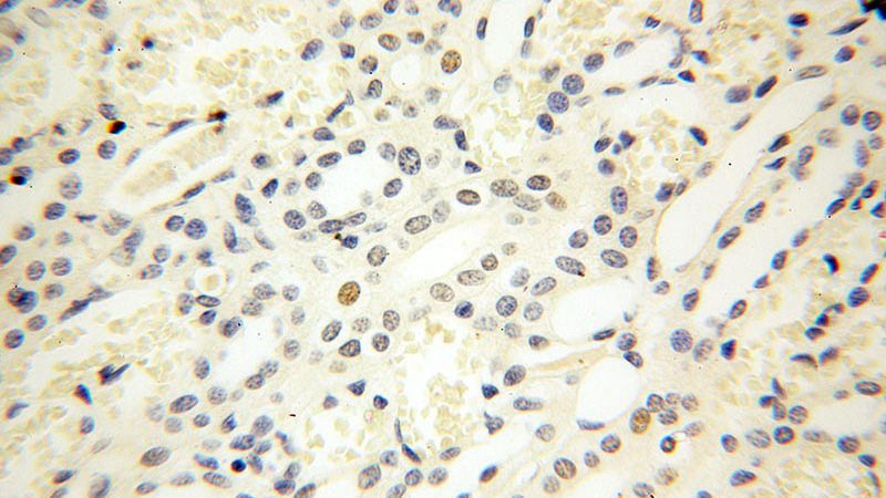 Immunohistochemical of paraffin-embedded human kidney using Catalog No:107338(NR2F6 antibody) at dilution of 1:50 (under 40x lens)