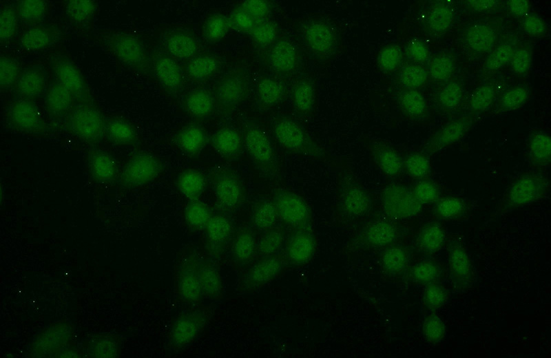 Immunofluorescent analysis of HeLa cells using Catalog No:112076(KLF10 Antibody) at dilution of 1:50 and Alexa Fluor 488-congugated AffiniPure Goat Anti-Rabbit IgG(H+L)