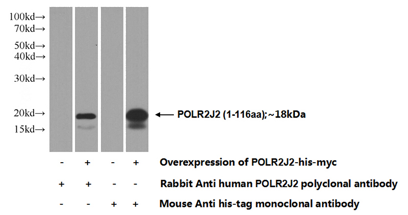 Transfected HEK-293 cells were subjected to SDS PAGE followed by western blot with Catalog No:114046(POLR2J2 Antibody) at dilution of 1:1000