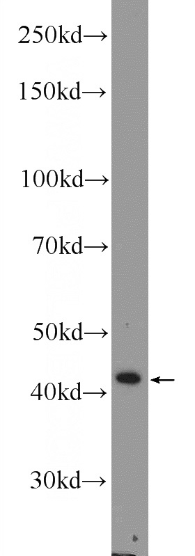 rat testis tissue were subjected to SDS PAGE followed by western blot with Catalog No:107752(ACTRT2 Antibody) at dilution of 1:600