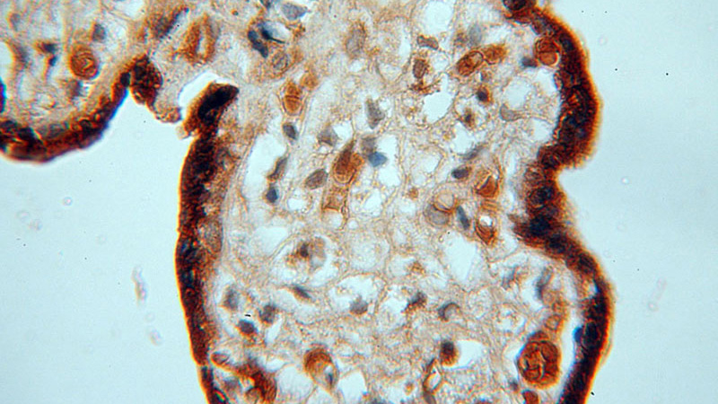 Immunohistochemical of paraffin-embedded human placenta using Catalog No:113652(PDCL antibody) at dilution of 1:50 (under 40x lens)