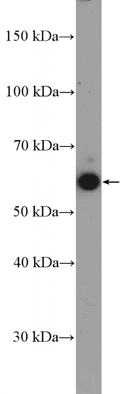 C2C12 cell were subjected to SDS PAGE followed by western blot with Catalog No:112638(MEF2D Antibody) at dilution of 1:600