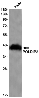 Western blot detection of POLDIP2 in Hela cell lysates using POLDIP2 Rabbit pAb(1:1000 diluted).Predicted band size:42kDa.Observed band size:38kDa.