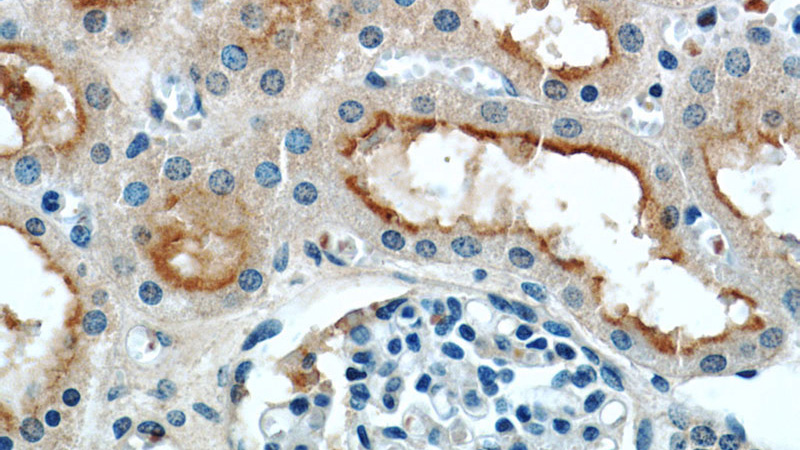 Immunohistochemistry of paraffin-embedded human kidney slide using Catalog No:111209(GRIP1 Antibody) at dilution of 1:50