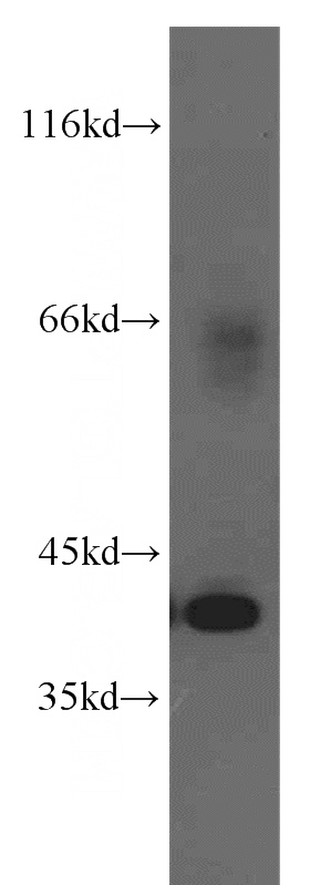 NIH/3T3 cells were subjected to SDS PAGE followed by western blot with Catalog No:113505(OGN antibody) at dilution of 1:1000