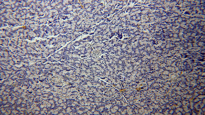 Immunohistochemical of paraffin-embedded human pancreas using Catalog No:108558(BXDC2 antibody) at dilution of 1:100 (under 10x lens)