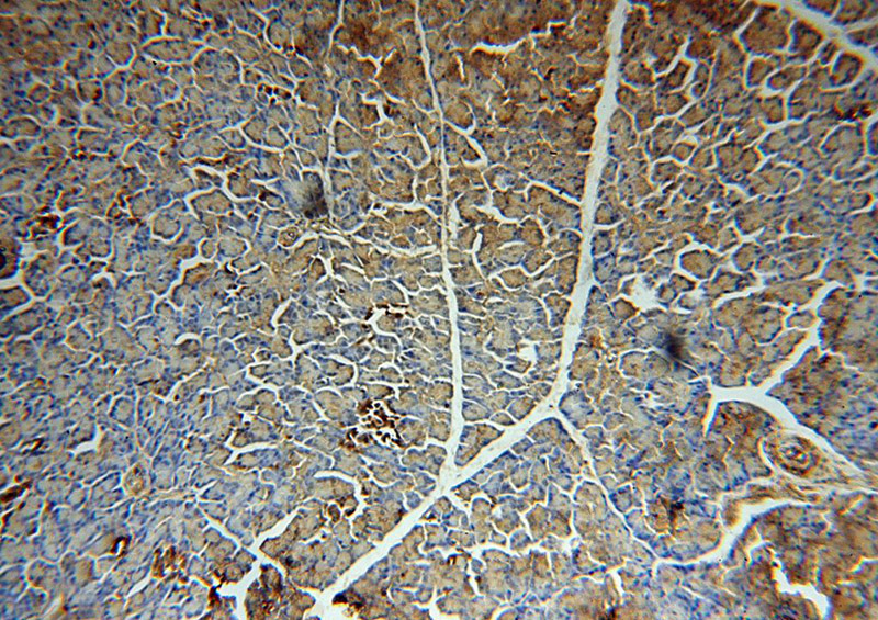 Immunohistochemical of paraffin-embedded human pancreas using Catalog No:110370(ERO1LB antibody) at dilution of 1:100 (under 10x lens)