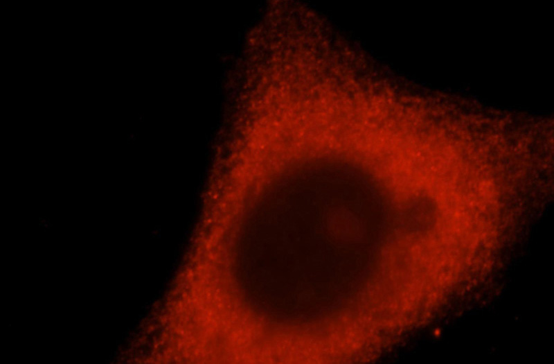 Immunofluorescent analysis of HepG2 cells, using DCTD antibody Catalog No:109758 at 1:25 dilution and Rhodamine-labeled goat anti-rabbit IgG (red).