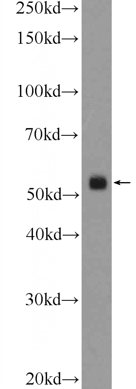 mouse testis tissue were subjected to SDS PAGE followed by western blot with Catalog No:109409(CLUAP1 Antibody) at dilution of 1:600