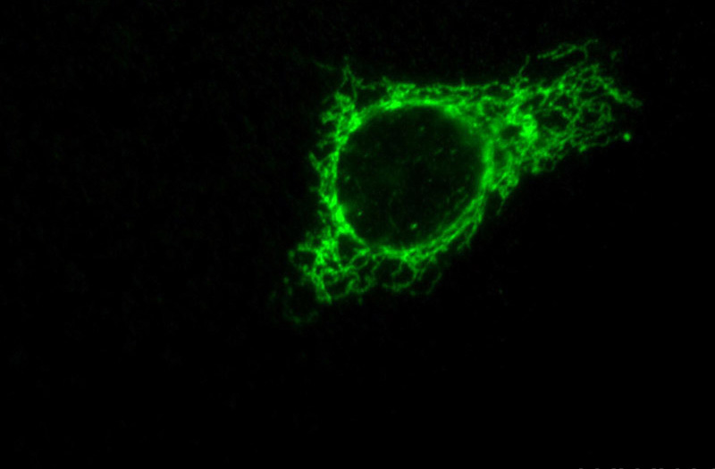 Immunofluorescent analysis of HepG2 cells, using COX4I1 antibody Catalog No:117310 at 1:50 dilution and FITC-labeled donkey anti-rabbit IgG(green).