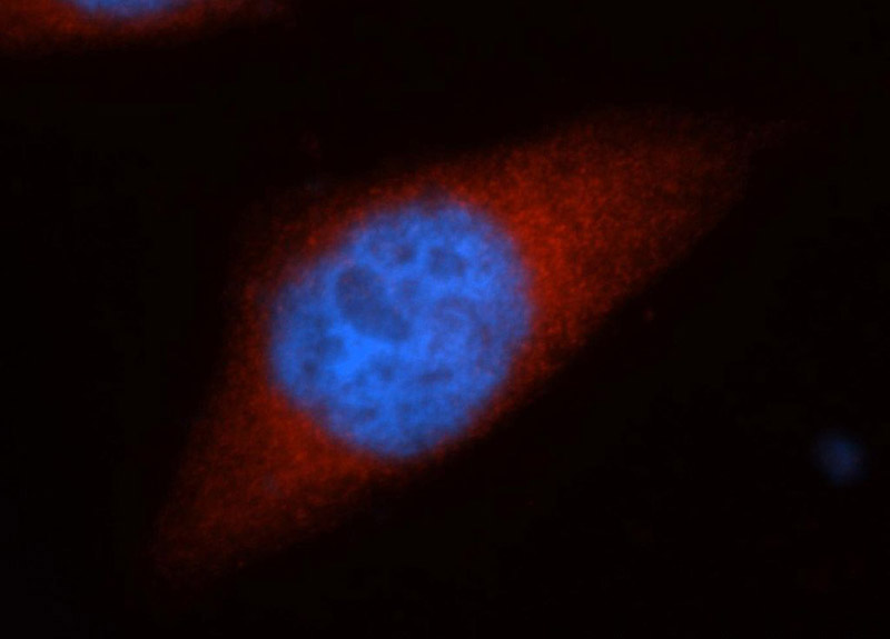 Immunofluorescent analysis of Hela cells, using HSPH1 antibody Catalog No:111705 at 1:50 dilution and Rhodamine-labeled goat anti-rabbit IgG (red). Blue pseudocolor = DAPI (fluorescent DNA dye).