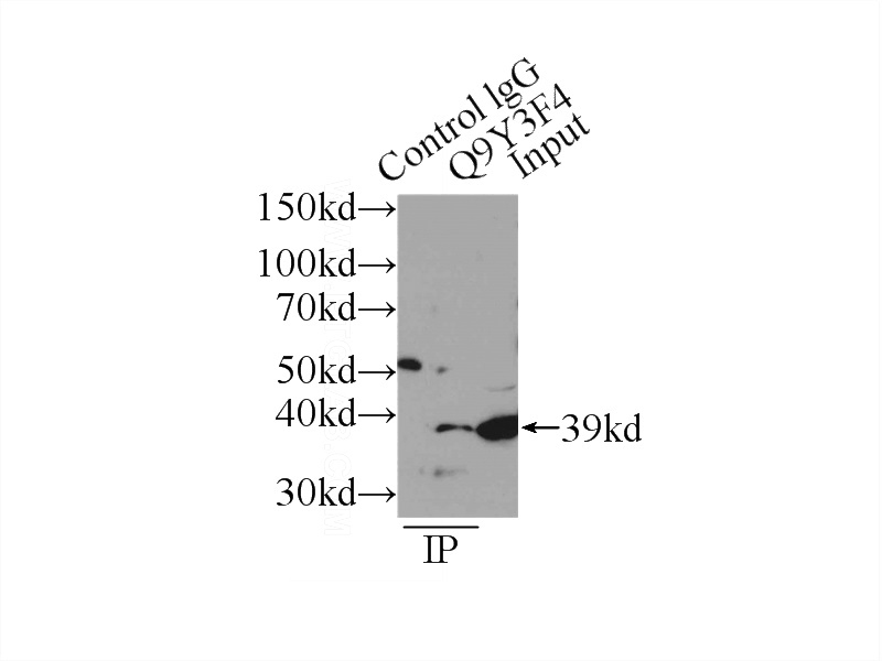 IP Result of anti-STRAP (IP:Catalog No:115735, 4ug; Detection:Catalog No:115735 1:2000) with HeLa cells lysate 2000ug.