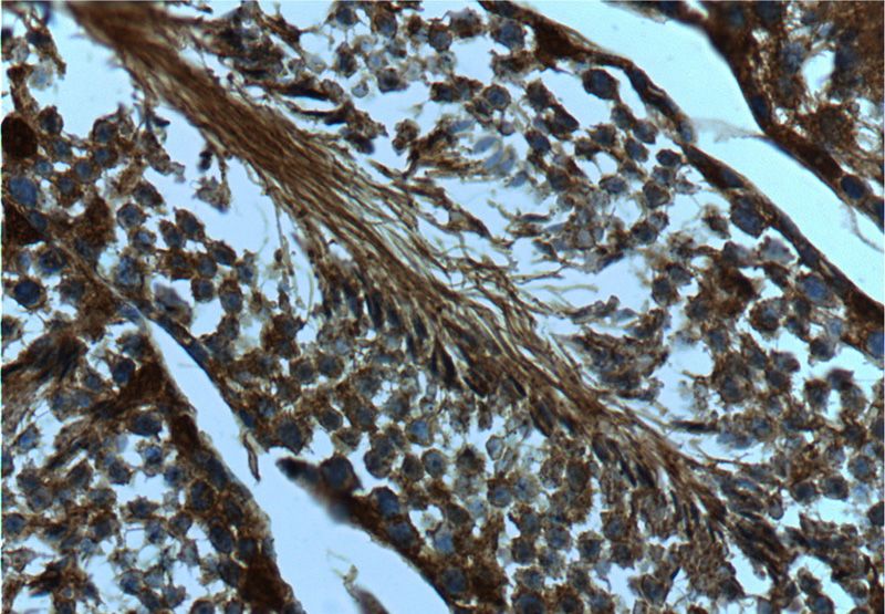 Immunohistochemistry of paraffin-embedded mouse testis tissue slide using Catalog No:115532(SPAG4-Specific Antibody) at dilution of 1:50 (under 40x lens)