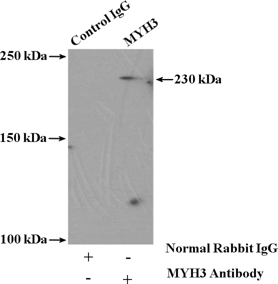 IP Result of anti-MYH3 (IP:Catalog No:112933, 4ug; Detection:Catalog No:112933 1:300) with mouse skeletal muscle tissue lysate 4000ug.