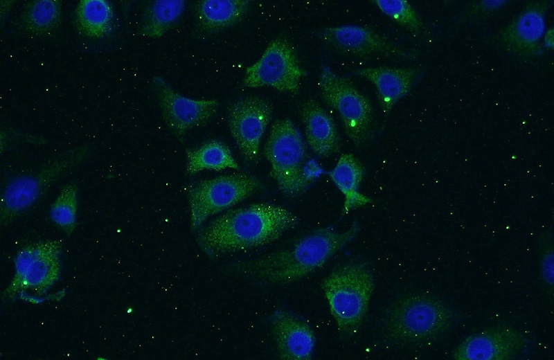 Immunofluorescent analysis of (-20oc Ethanol) fixed SH-SY5Y cells using Catalog No:113133(NTF3 Antibody) at dilution of 1:50 and Alexa Fluor 488-congugated AffiniPure Goat Anti-Rabbit IgG(H+L)