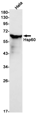 Western blot detection of Hsp60 in Hela cell lysates using Hsp60 Rabbit mAb(1:1000 diluted).Predicted band size:61kDa.Observed band size:60kDa.