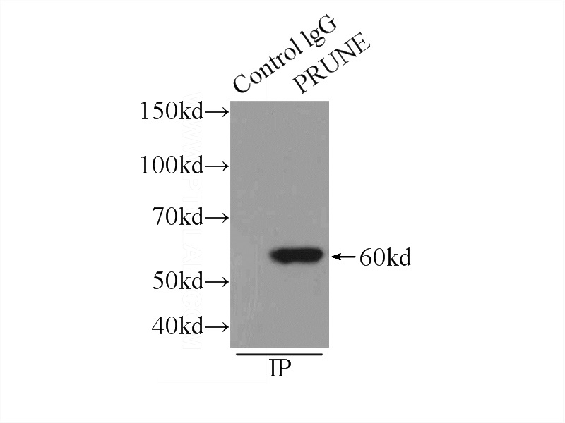 IP Result of anti-PRUNE (IP:Catalog No:114283, 3ug; Detection:Catalog No:114283 1:500) with HepG2 cells lysate 1720ug.