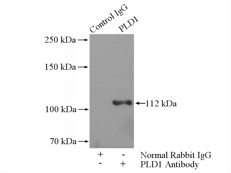 IP Result of anti-PLD1 (IP:Catalog No:113951, 4ug; Detection:Catalog No:113951 1:500) with HeLa cells lysate 1200ug.