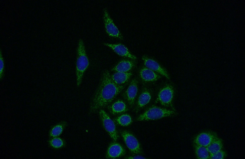 Immunofluorescent analysis of HeLa cells using Catalog No:110183(EIF2B3 Antibody) at dilution of 1:50 and Alexa Fluor 488-congugated AffiniPure Goat Anti-Rabbit IgG(H+L)