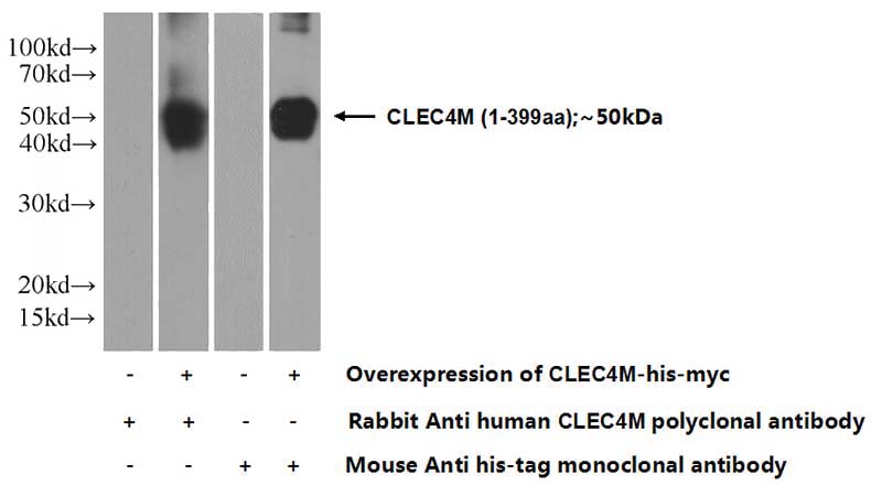 Transfected HEK-293 cells were subjected to SDS PAGE followed by western blot with Catalog No:109386(CLEC4M Antibody) at dilution of 1:3000