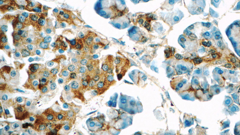 Immunohistochemistry of paraffin-embedded human pancreas tissue slide using Catalog No:109564(CRISP3 Antibody) at dilution of 1:50 (under 40x lens)