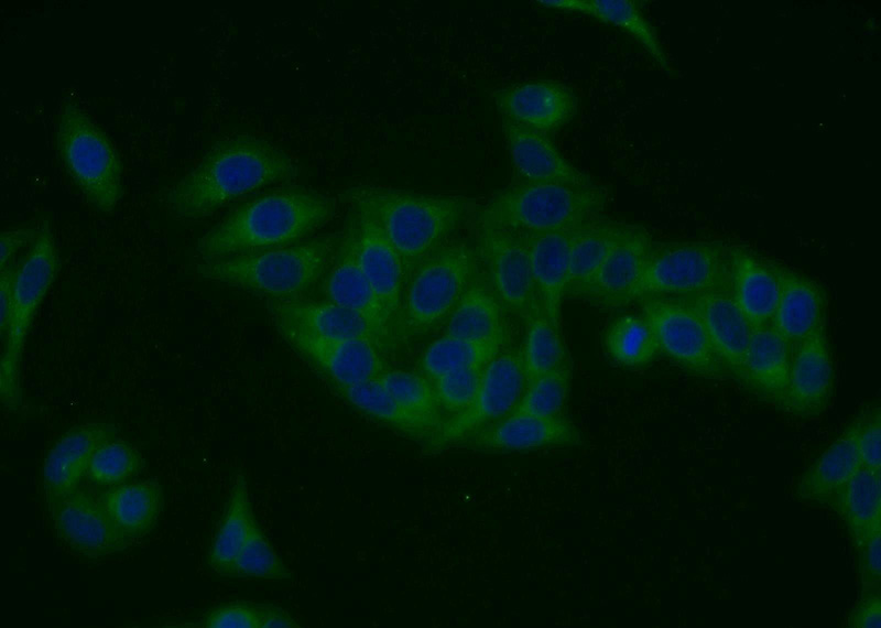 Immunofluorescent analysis of HepG2 cells using Catalog No:116261(TPCN1 Antibody) at dilution of 1:25 and Alexa Fluor 488-congugated AffiniPure Goat Anti-Rabbit IgG(H+L)