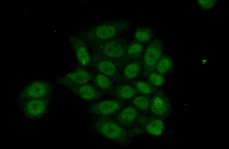 Immunofluorescent analysis of (10% Formaldehyde) fixed HeLa cells using Catalog No:111443(HOXD9 Antibody) at dilution of 1:50 and Alexa Fluor 488-congugated AffiniPure Goat Anti-Rabbit IgG(H+L)