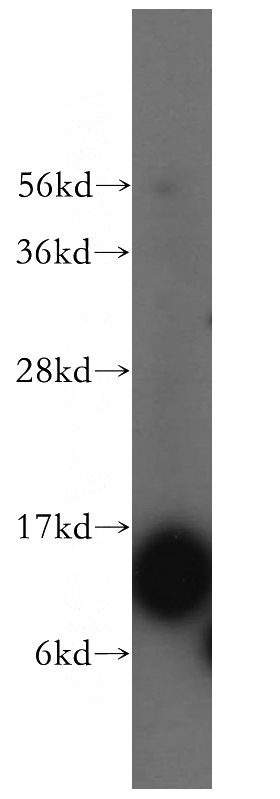 human brain tissue were subjected to SDS PAGE followed by western blot with Catalog No:110444(FABP7-Specific antibody) at dilution of 1:500