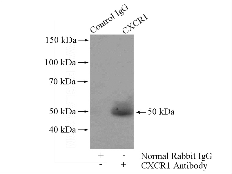 IP Result of anti-CXCR1 (IP:Catalog No:109642, 4ug; Detection:Catalog No:109642 1:500) with Jurkat cells lysate 4000ug.