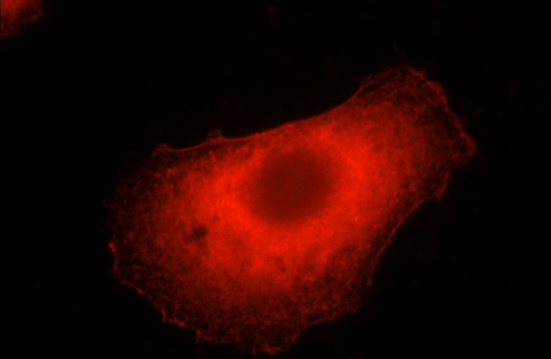 Immunofluorescent analysis of HepG2 cells, using COTL1 antibody Catalog No:109480 at 1:50 dilution and Rhodamine-labeled goat anti-rabbit IgG (red).