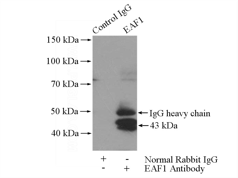 IP Result of anti-EAF1 (IP:Catalog No:110161, 4ug; Detection:Catalog No:110161 1:500) with HeLa cells lysate 1200ug.