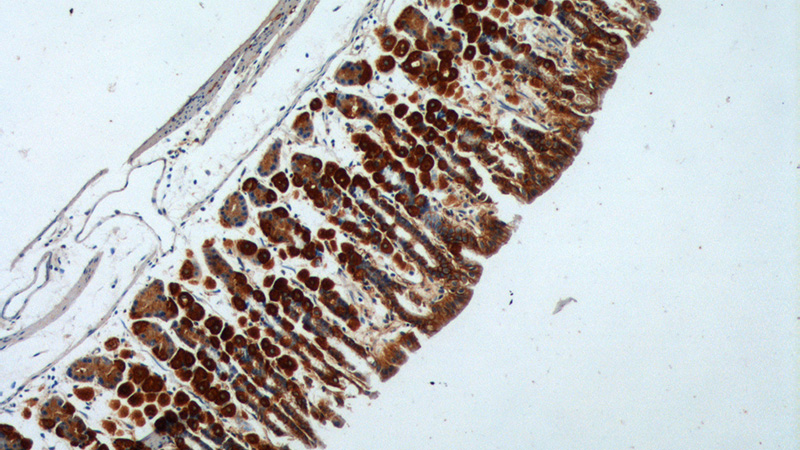 Immunohistochemistry of paraffin-embedded mouse stomach tissue slide using Catalog No:110426(Ezrin Antibody) at dilution of 1:200 (under 10x lens).