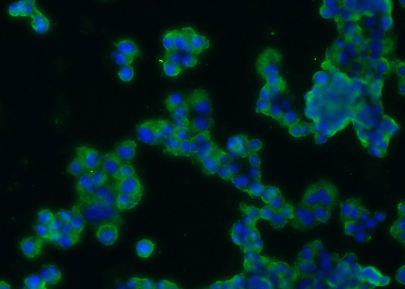Immunofluorescent analysis of PC-12 cells using Catalog No:115768(Synaptophysin; SYP Antibody) at dilution of 1:25 and Alexa Fluor 488-congugated AffiniPure Goat Anti-Rabbit IgG(H+L)