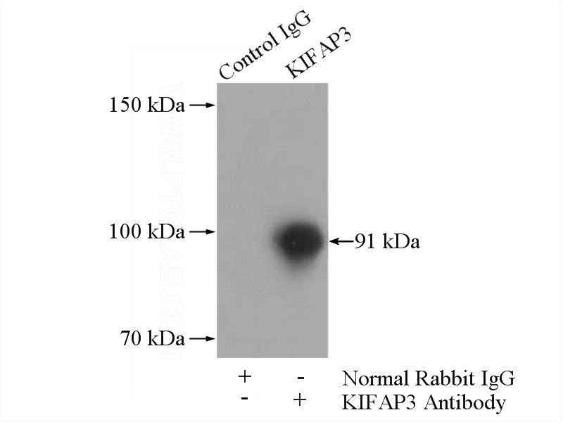 IP Result of anti-KIFAP3 (IP:Catalog No:112052, 4ug; Detection:Catalog No:112052 1:500) with mouse testis tissue lysate 4000ug.