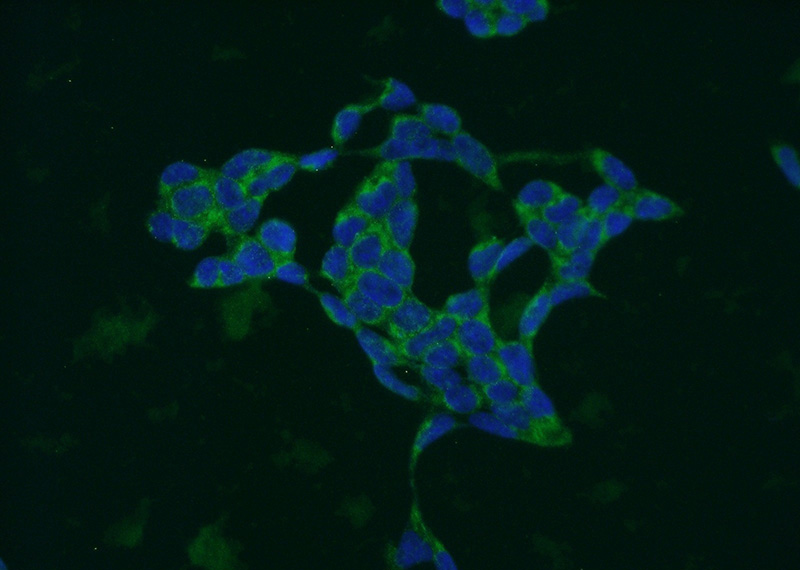 Immunofluorescent analysis of HEK-293 cells using Catalog No:112813(MRPL14 Antibody) at dilution of 1:50 and Alexa Fluor 488-congugated AffiniPure Goat Anti-Rabbit IgG(H+L)