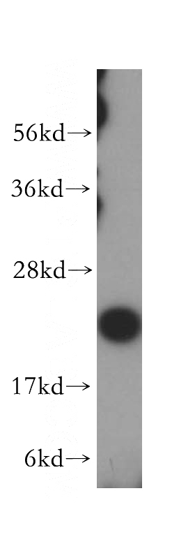 HeLa cells were subjected to SDS PAGE followed by western blot with Catalog No:112812(MRPL13 antibody) at dilution of 1:500
