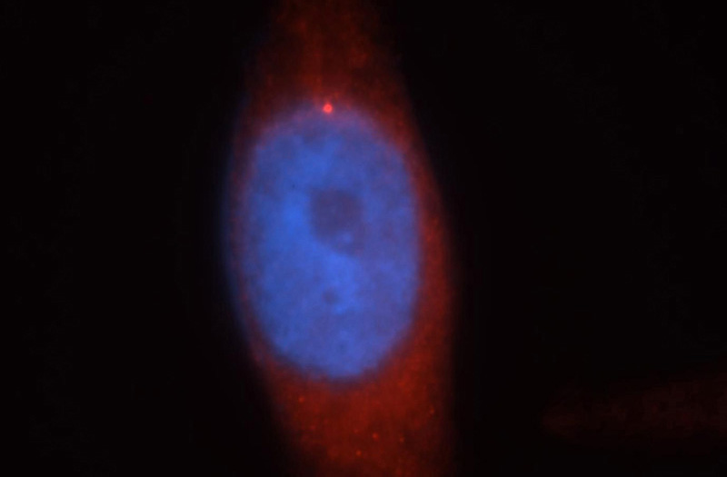 Immunofluorescent analysis of HepG2 cells, using Catalog No:112456 and Rhodamine-labeled goat anti-rabbit IgG (red).Blue pseudocolor = DAPI (fluorescent DNA dye).