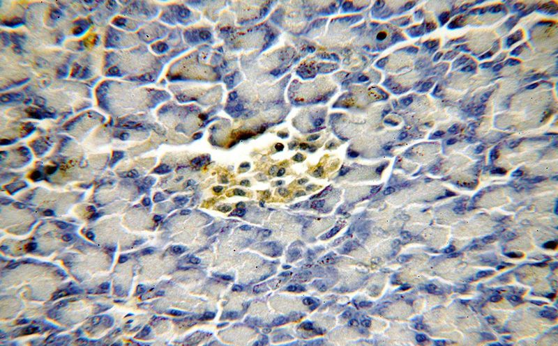 Immunohistochemical of paraffin-embedded human pancreas using Catalog No:115155(SFT2D3 antibody) at dilution of 1:50 (under 40x lens)