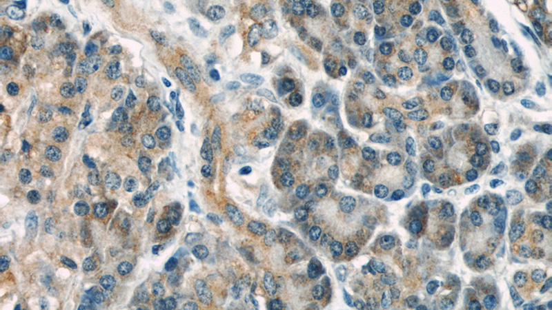 Immunohistochemical of paraffin-embedded human pancreas using Catalog No:107498(RBBP9 antibody) at dilution of 1:50 (under 40x lens)