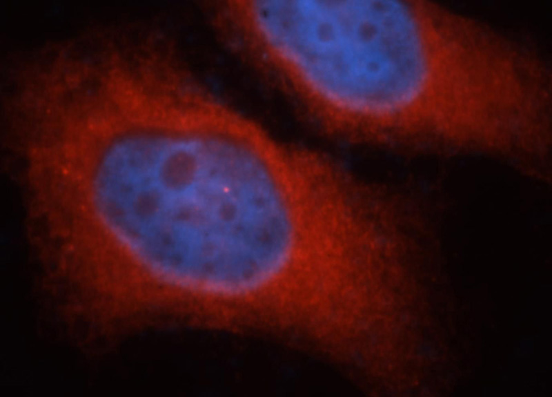 Immunofluorescent analysis of MCF-7 cells, using PPP1R13L antibody Catalog No:114149 at 1:25 dilution and Rhodamine-labeled goat anti-rabbit IgG (red).Blue pseudocolor = DAPI (fluorescent DNA dye).