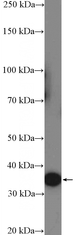 HeLa cells were subjected to SDS PAGE followed by western blot with Catalog No:114630(RFPL3 Antibody) at dilution of 1:300