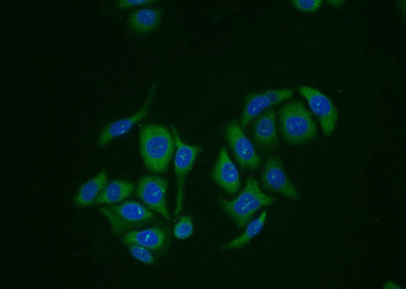 Immunofluorescent analysis of PC-3 cells using Catalog No:114498(RABGEF1 Antibody) at dilution of 1:25 and Alexa Fluor 488-congugated AffiniPure Goat Anti-Rabbit IgG(H+L)